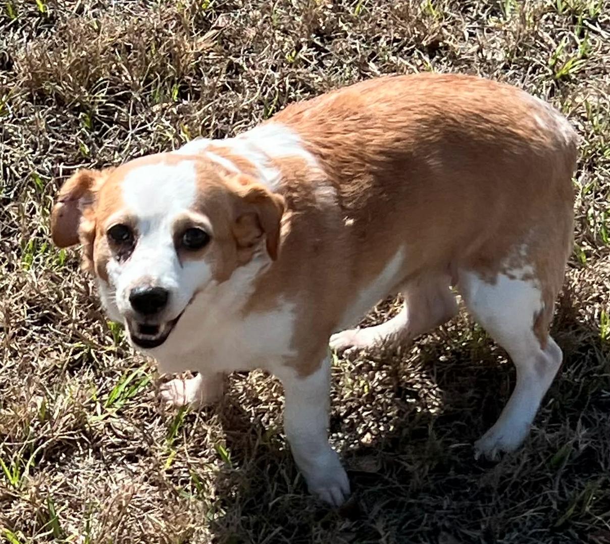 Twinkie ADOPTION PENDING, Adoptable, Adult Female Terrier.