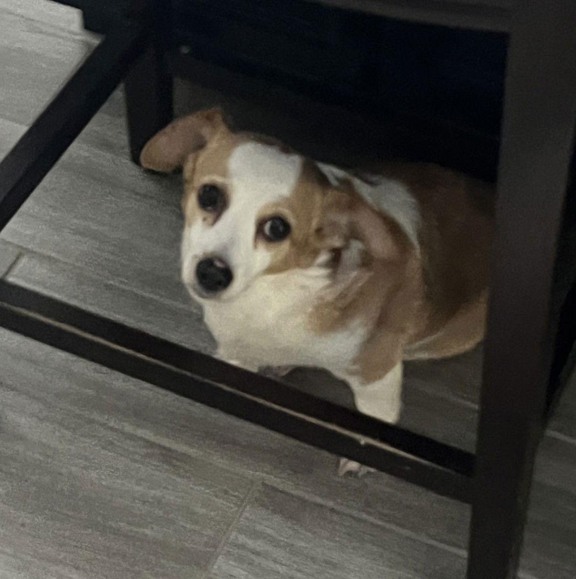 Enlarge Twinkie ADOPTION PENDING, a Adoptable Terrier in Osteen, FL image 2/3