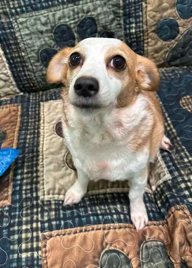 Twinkie, Adopted, Adult Female Terrier.