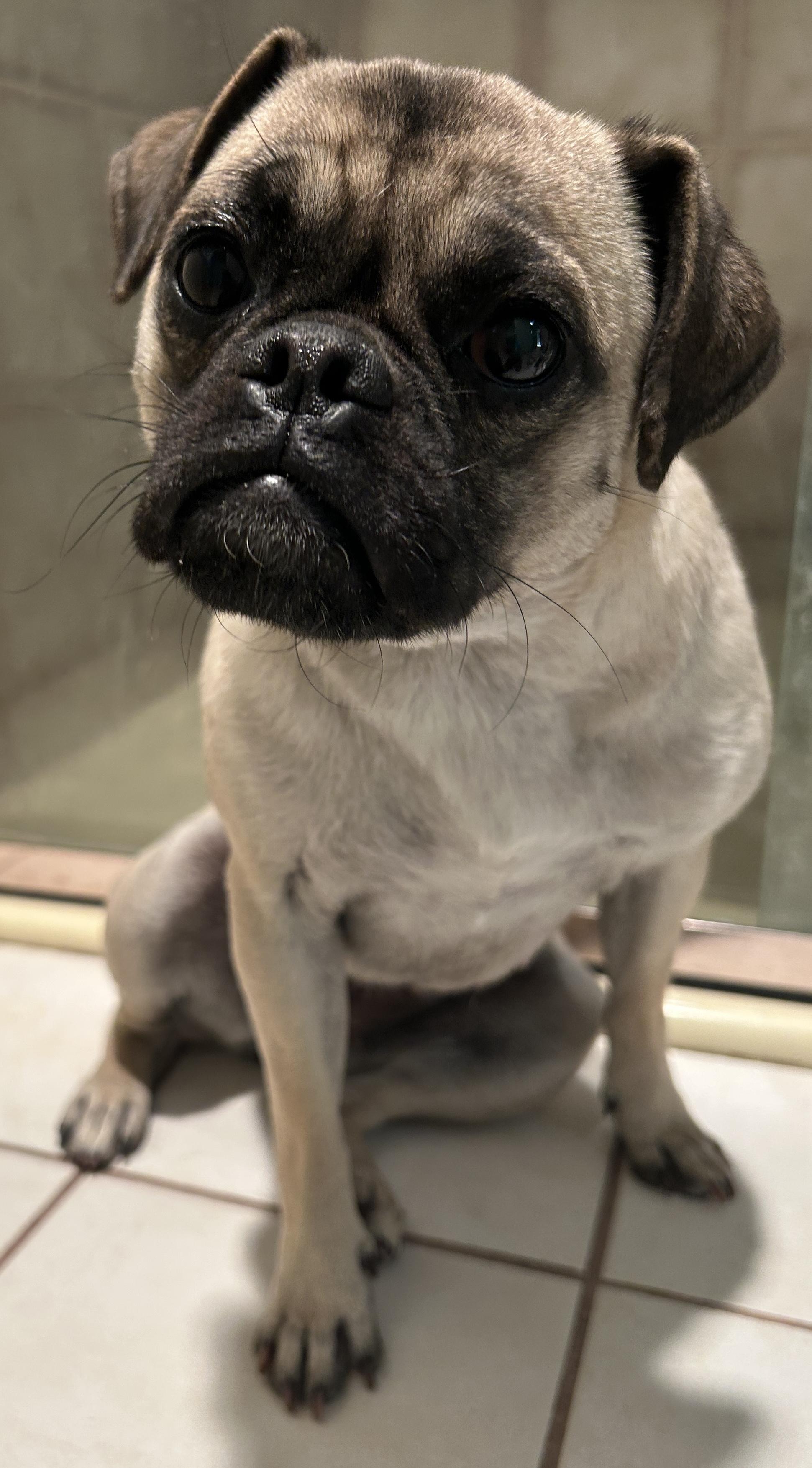 Enlarge JOSALINE, a ADOPTABLE Pug in El Cajon, CA image 3/5