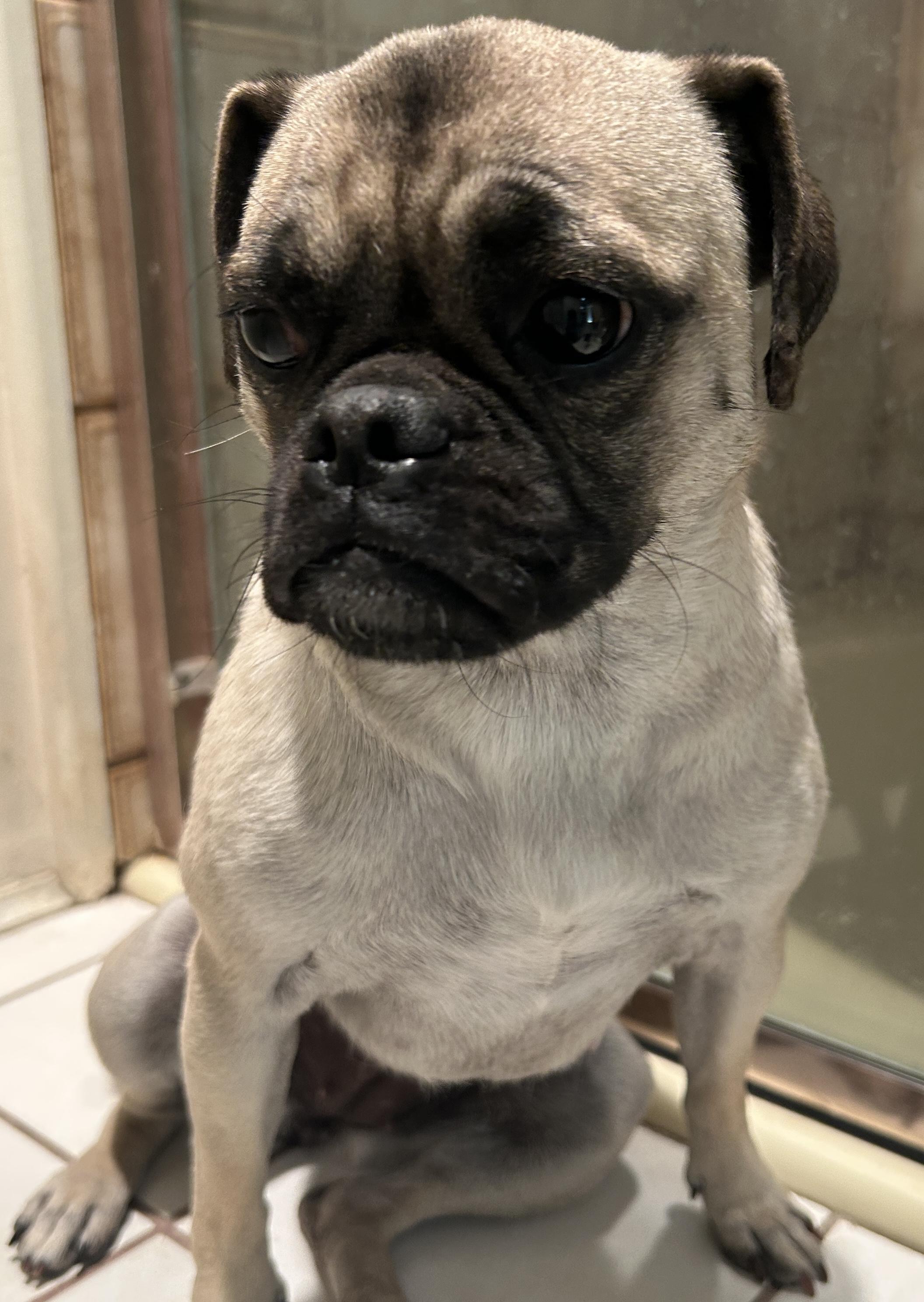 Enlarge JOSALINE, a ADOPTABLE Pug in El Cajon, CA image 2/5