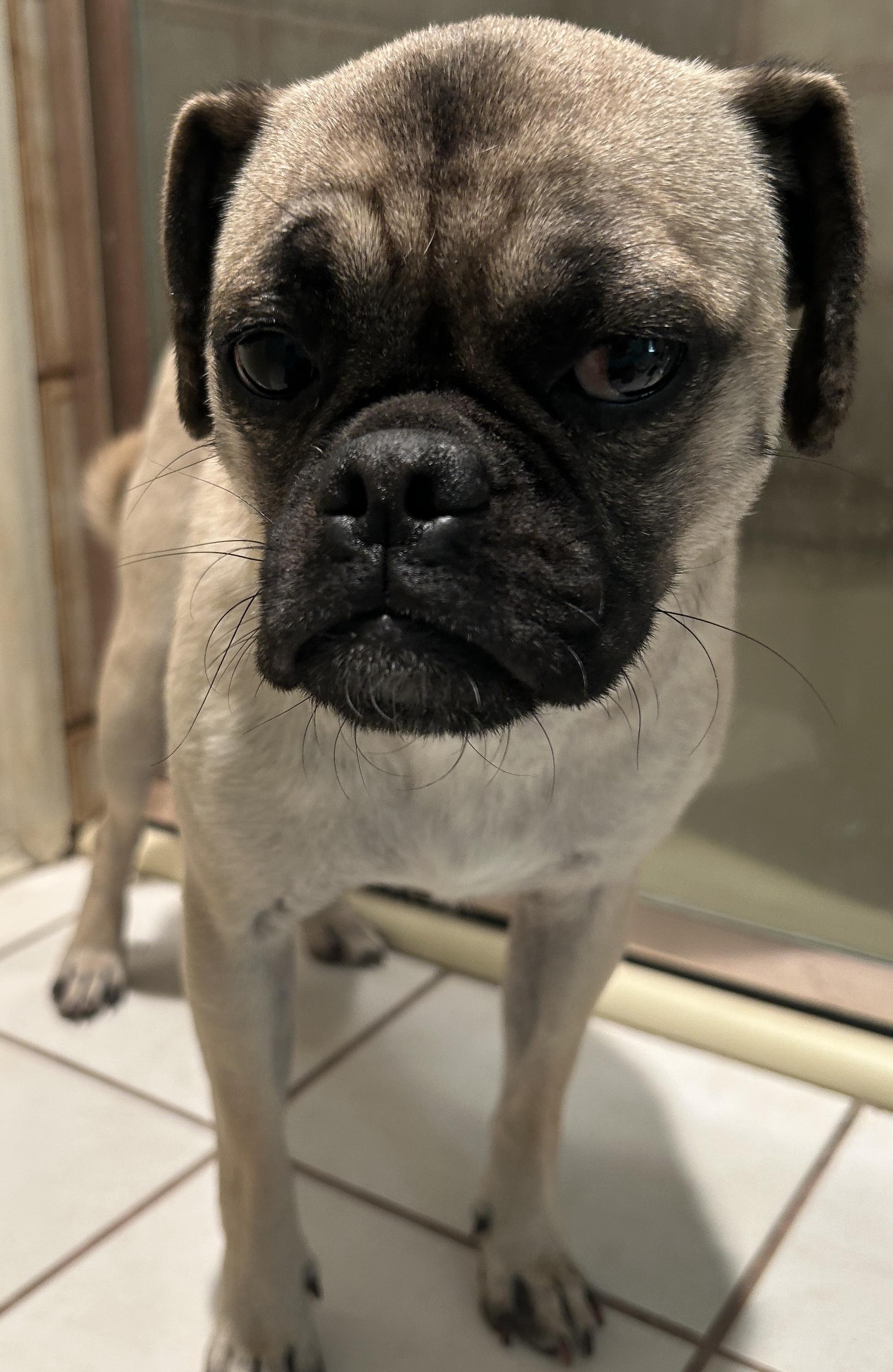 JOSALINE, ADOPTABLE, Young Female Pug.