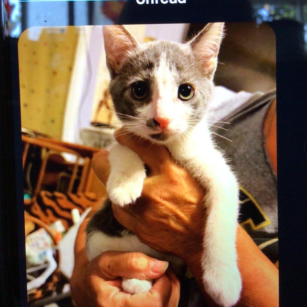 Enlarge Tailypo, a Adoptable American Shorthair in New Orleans, LA image 1/1