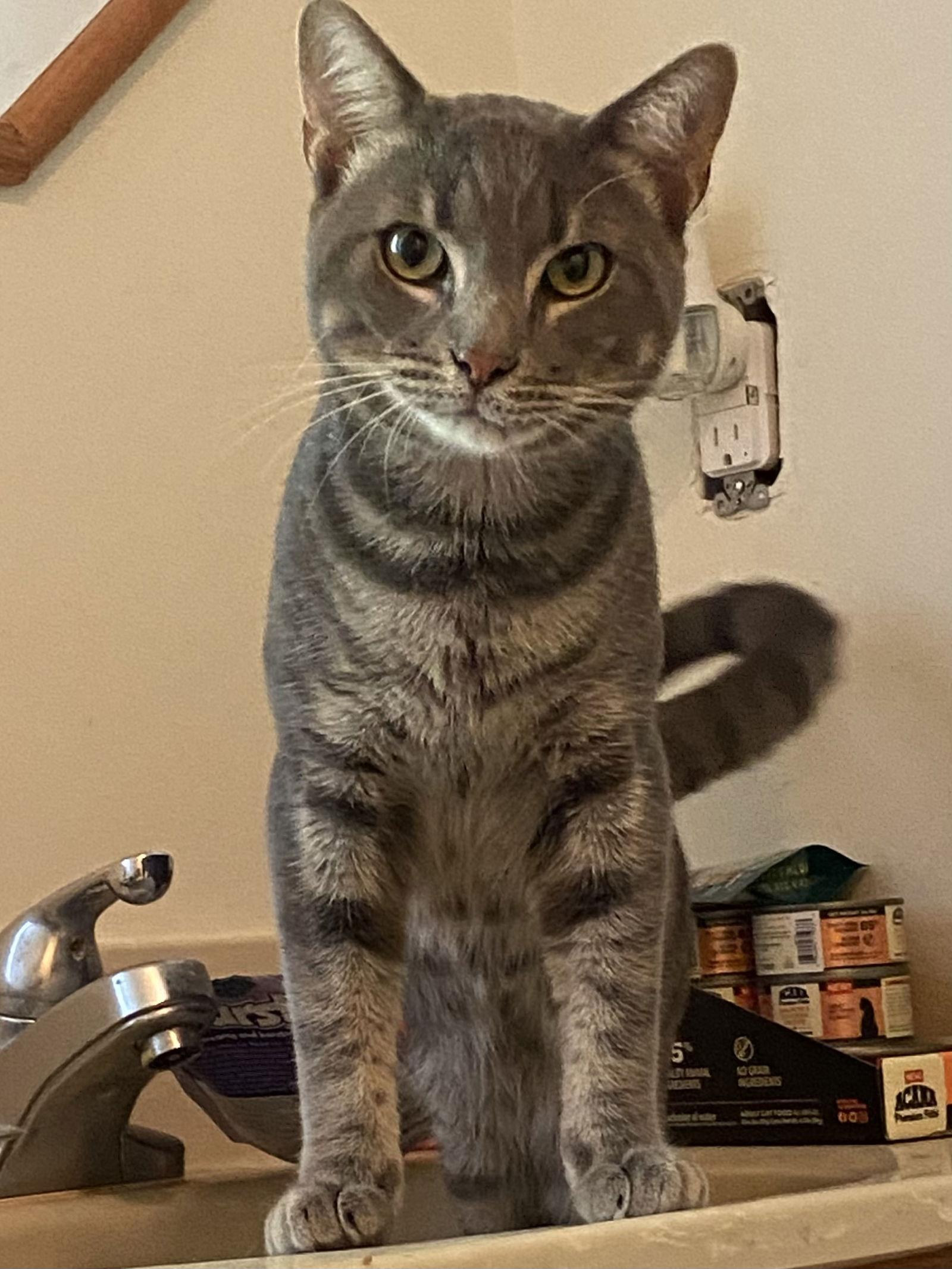 Enlarge Dusty, a Adoptable Domestic Short Hair in Mooresville, NC image 1/1