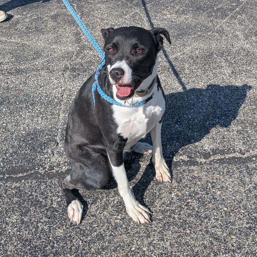 Roxanne, Adoptable, Adult Female Black Labrador Retriever.
