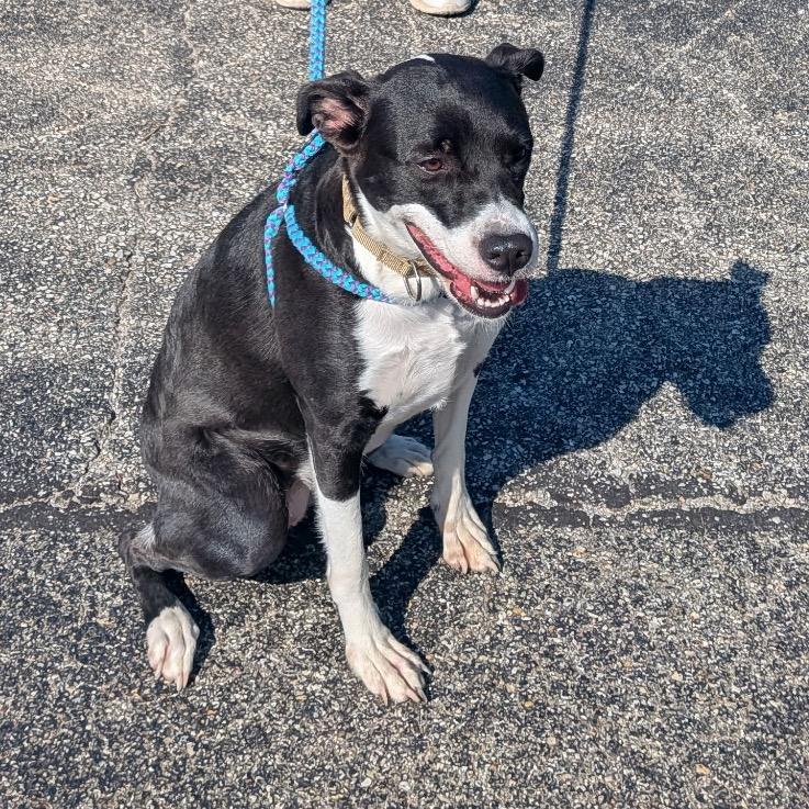 Enlarge Roxanne, a Adoptable Black Labrador Retriever in Batavia, OH image 3/6