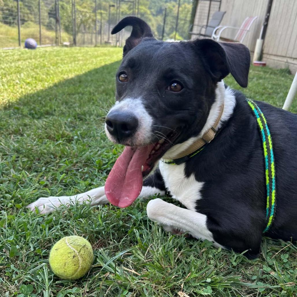 Enlarge Roxanne, a Adoptable Black Labrador Retriever in Batavia, OH image 4/6
