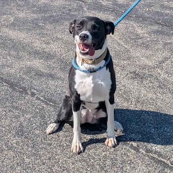 Enlarge Roxanne, a Adoptable Black Labrador Retriever in Batavia, OH image 5/6