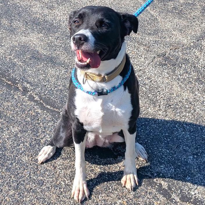 Enlarge Roxanne, a Adoptable Black Labrador Retriever in Batavia, OH image 6/6