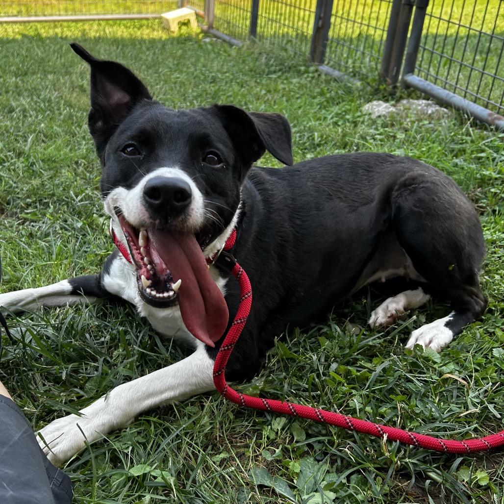 Enlarge Roxanne, a Adoptable Black Labrador Retriever in Batavia, OH image 6/6