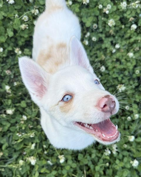 Pancake, a ADOPTABLE Australian Shepherd in Manhattan, KS image 4/4