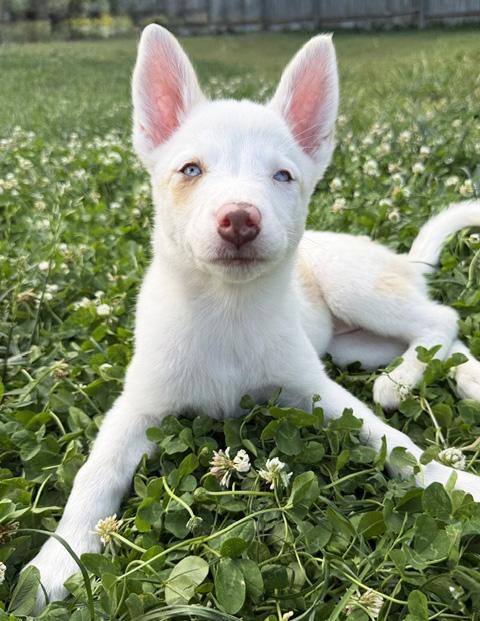 Pancake, a ADOPTABLE Australian Shepherd in Manhattan, KS image 3/4
