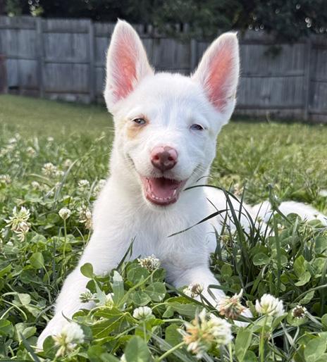 Pancake, ADOPTABLE, Puppy Female Australian Shepherd.