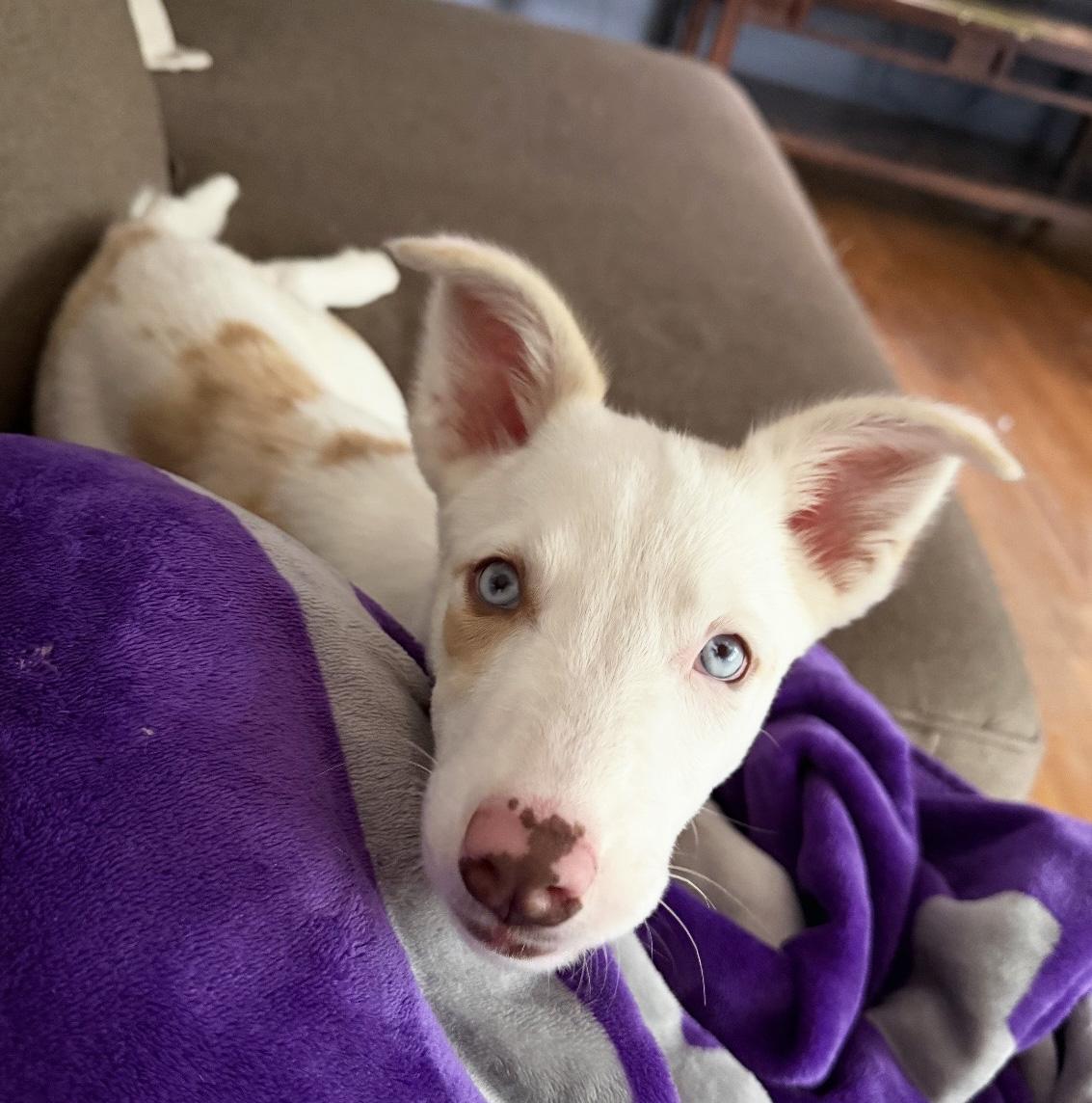 Pancake, a ADOPTABLE Australian Shepherd in Manhattan, KS image 2/6