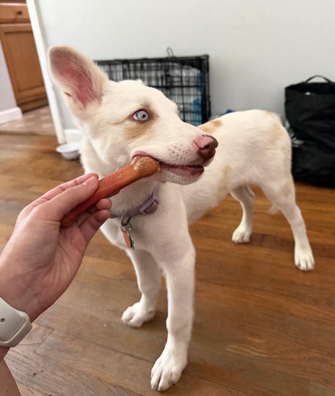 Pancake, a ADOPTABLE Australian Shepherd in Manhattan, KS image 6/6