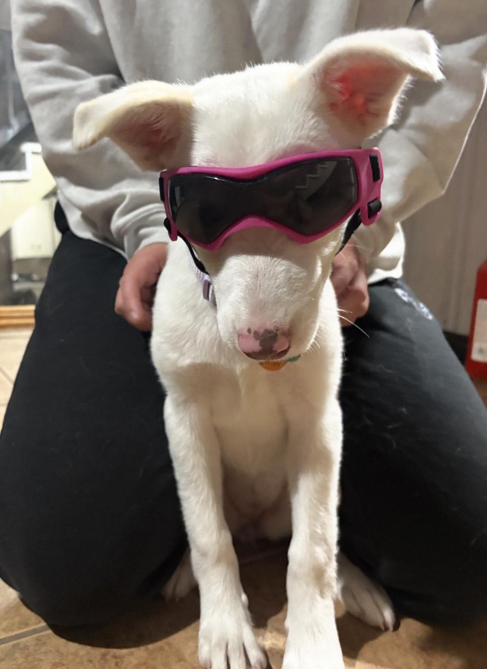 Pancake, a ADOPTABLE Australian Shepherd in Manhattan, KS image 4/6