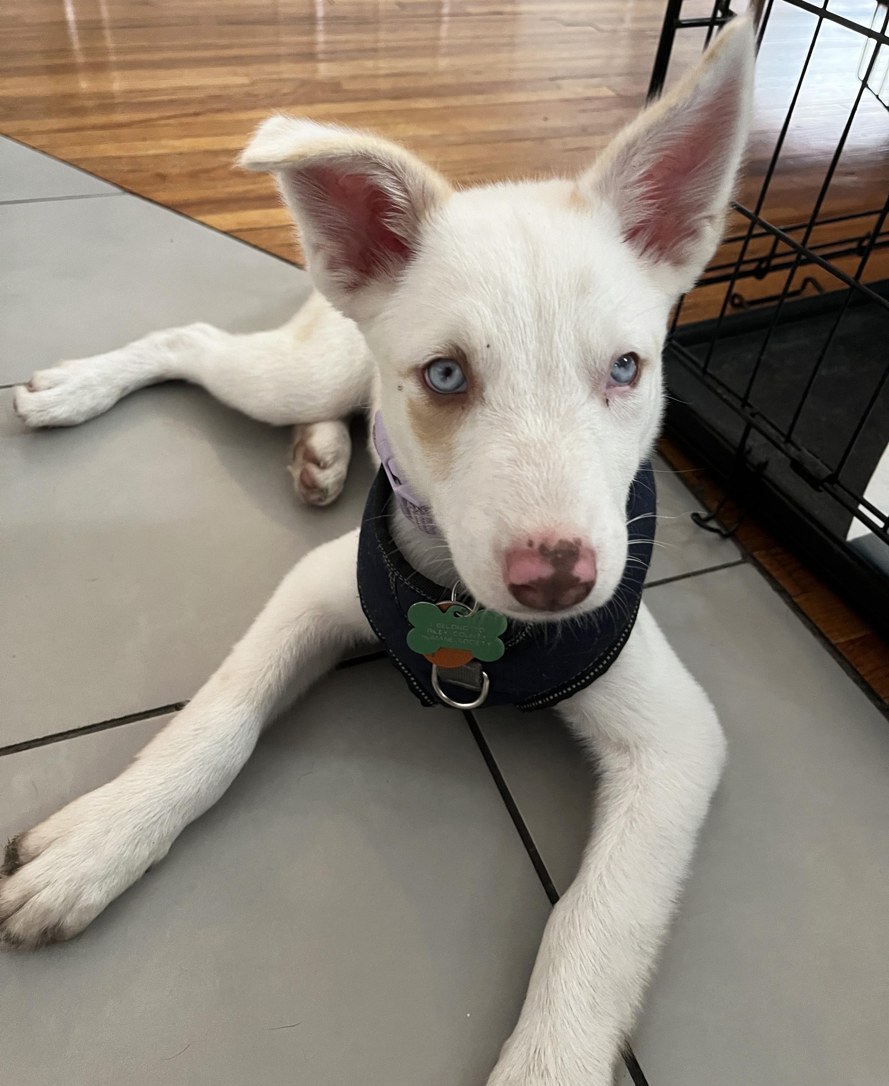 Pancake, a ADOPTABLE Australian Shepherd in Manhattan, KS image 5/6