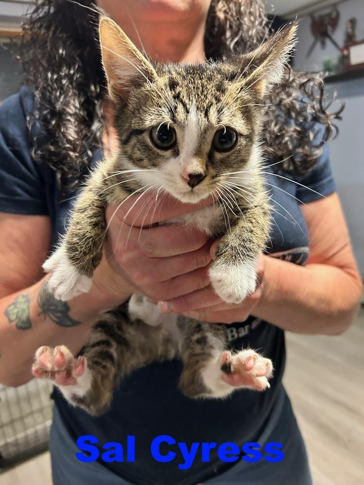 Sal Cypress, Adoptable, Kitten Male Domestic Short Hair.