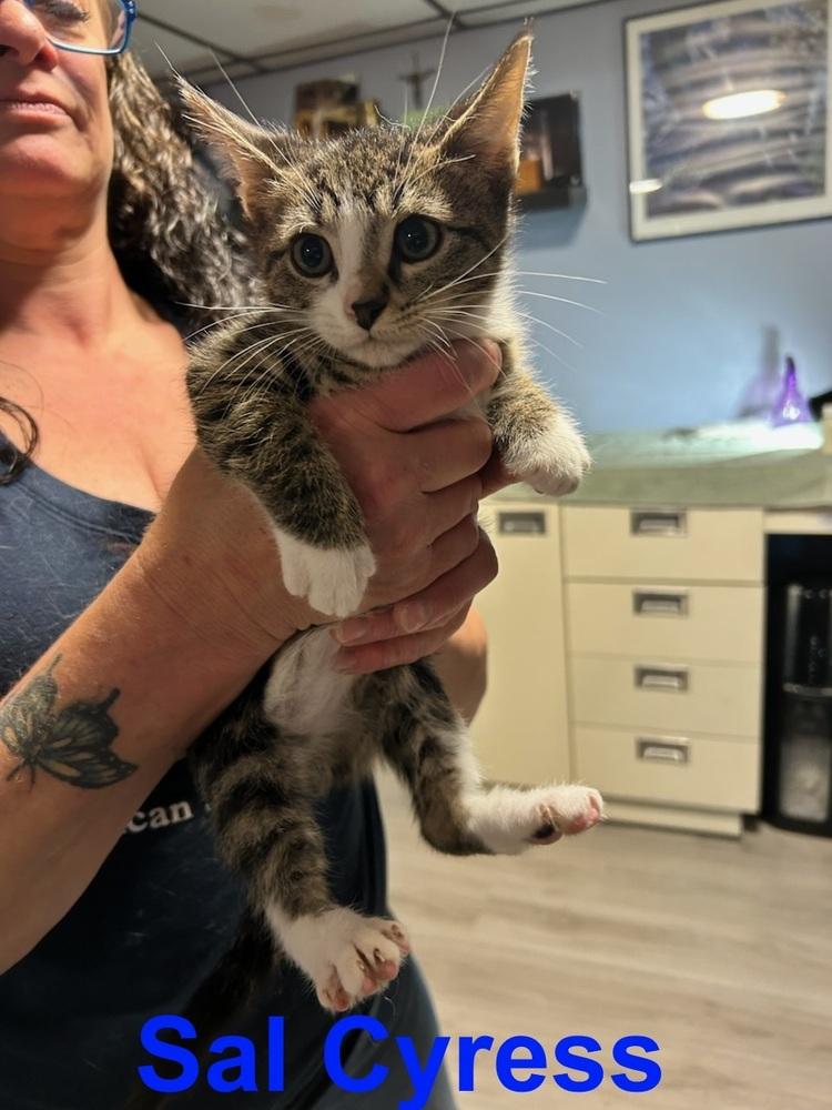 Enlarge Sal Cypress, a Adoptable mixed breed in Westbury, NY image 2/2