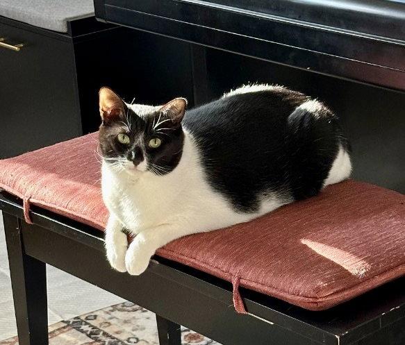 Ruby Coc, Adoptable, Young Female Domestic Short Hair.