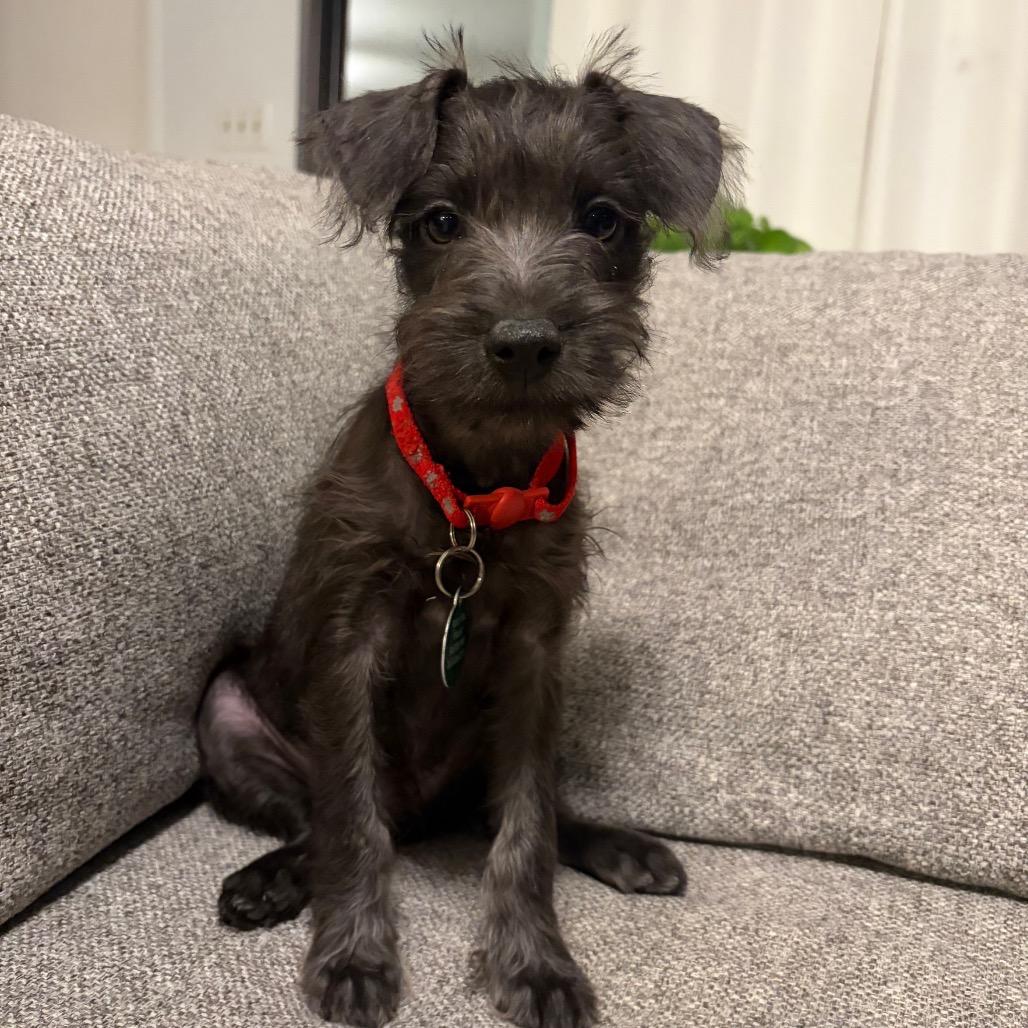 Obie, Adoptable, Puppy Male Miniature Schnauzer & Italian Greyhound.