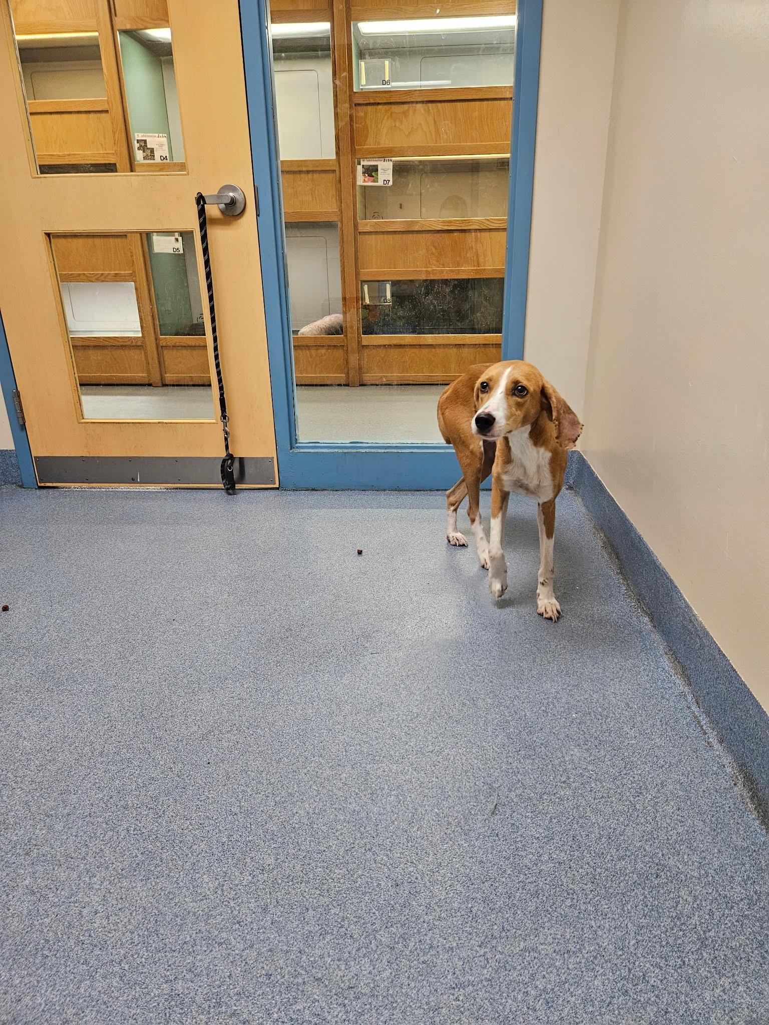 Enlarge Willow, a Adoptable mixed breed in Suffolk, VA image 2/2