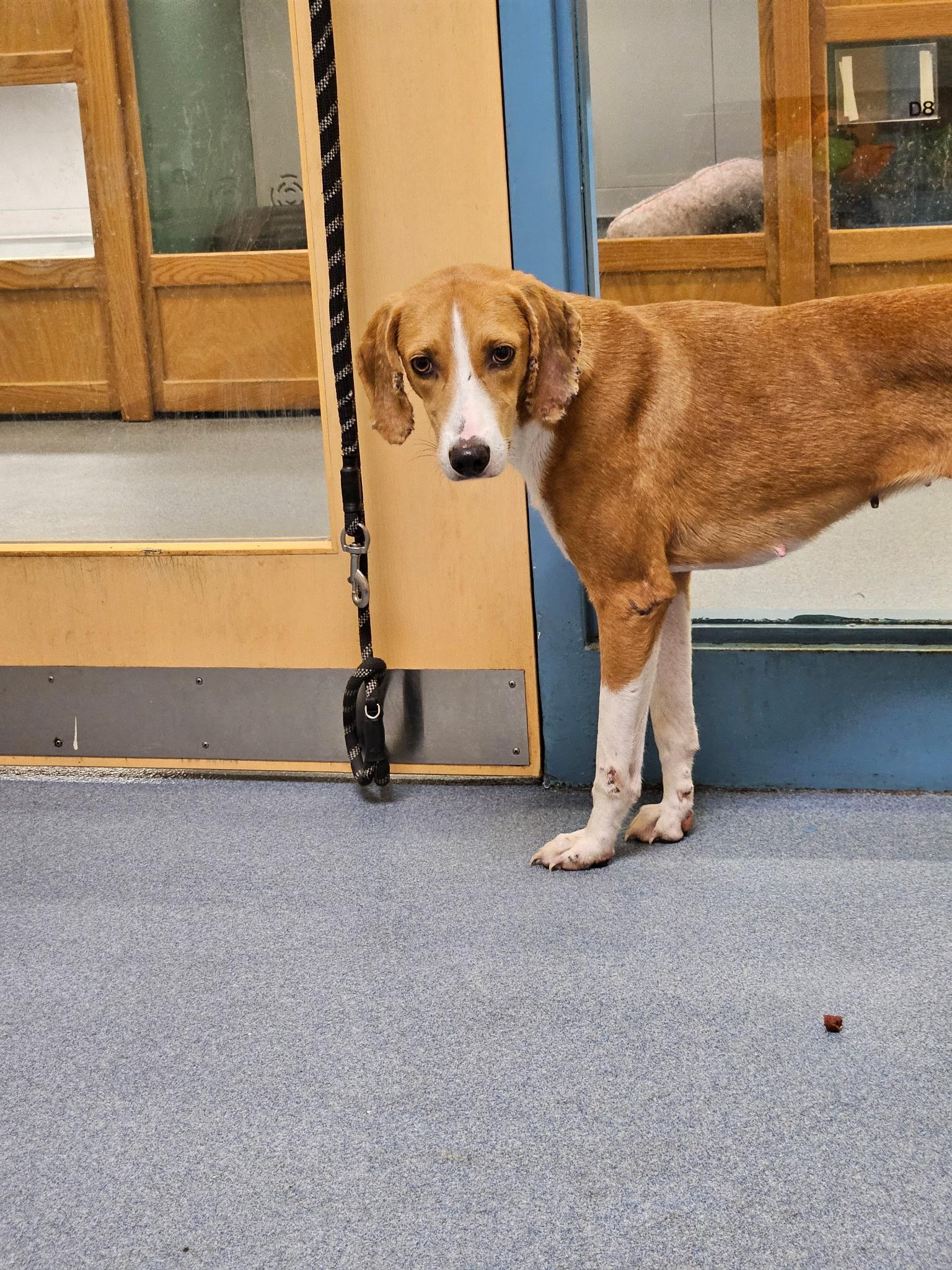Enlarge Willow, a Adoptable mixed breed in Suffolk, VA image 1/2