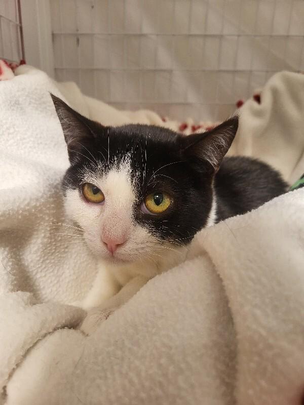 Teddy, Adoptable, Young Male Domestic Short Hair.