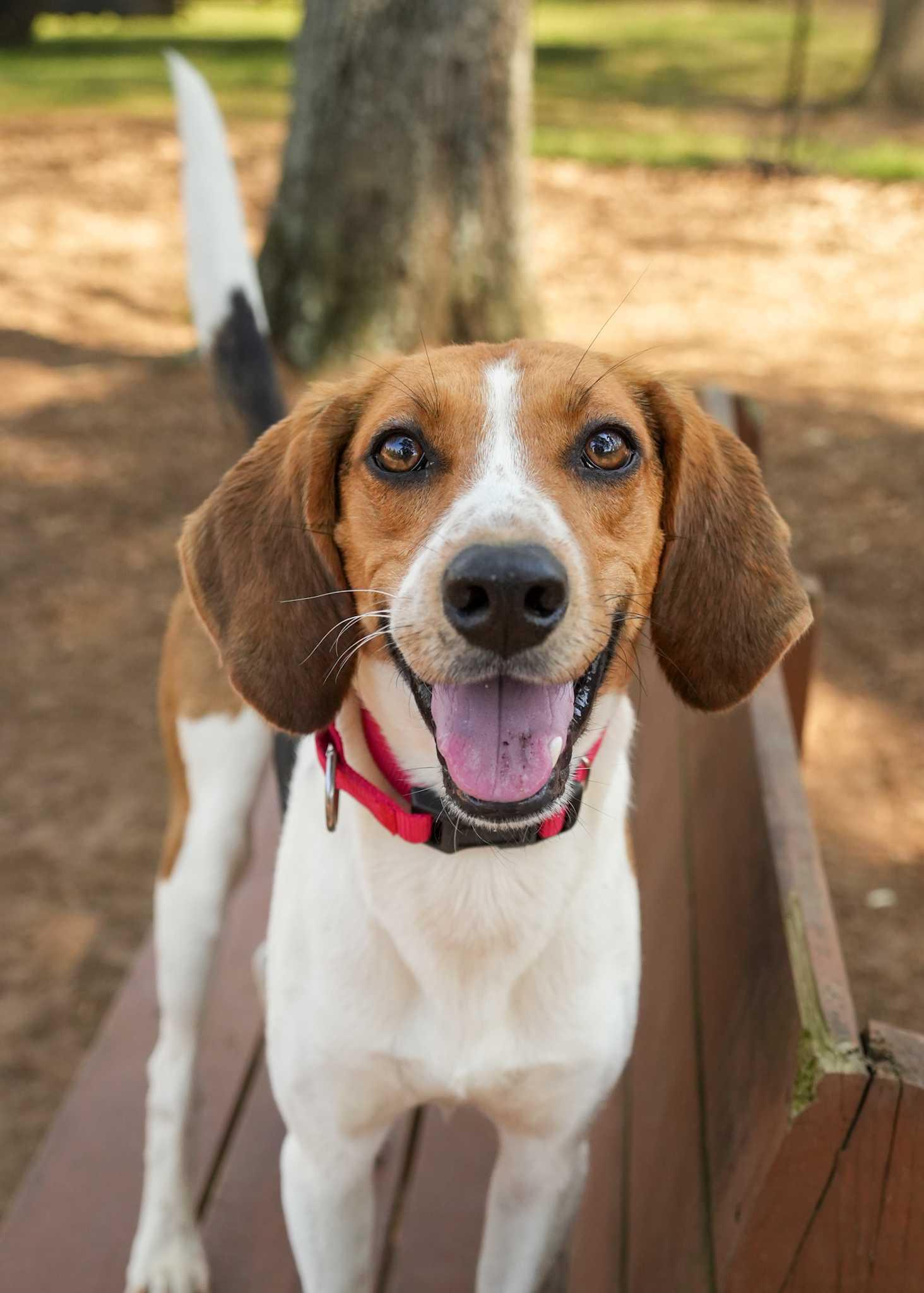 Enlarge Houndour 62244, a ADOPTABLE mixed breed in Aiken, SC image 1/1