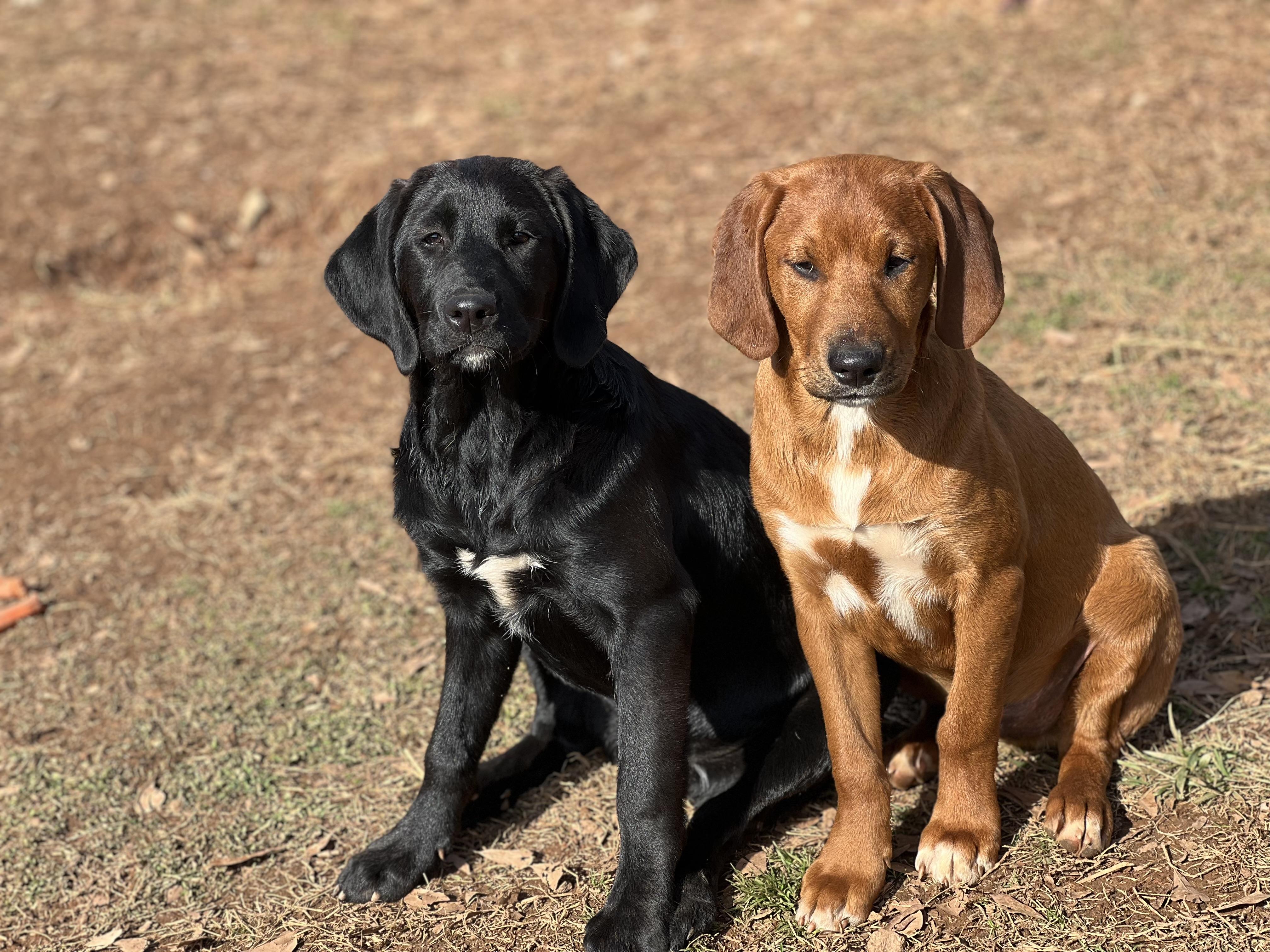 Koda, a ADOPTABLE Black Labrador Retriever in Williamston, SC image 2/3