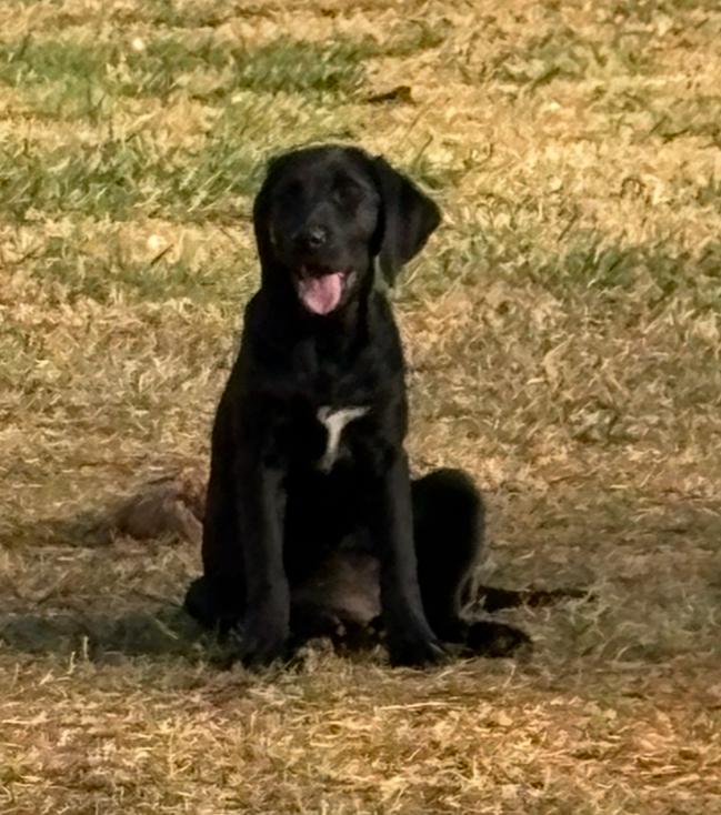 Koda, a ADOPTABLE Black Labrador Retriever in Williamston, SC image 1/3