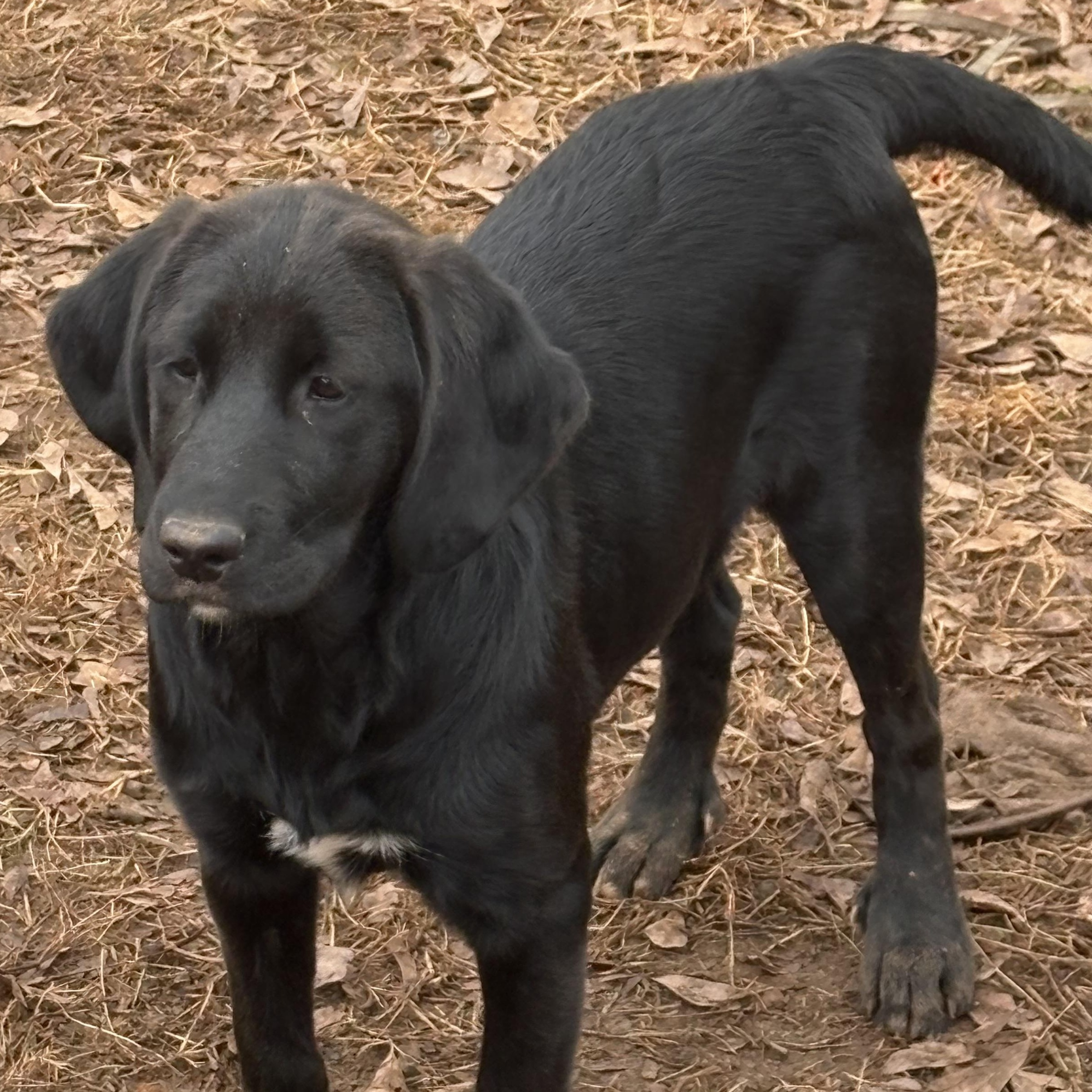 Koda, a ADOPTABLE Black Labrador Retriever in Williamston, SC image 3/3