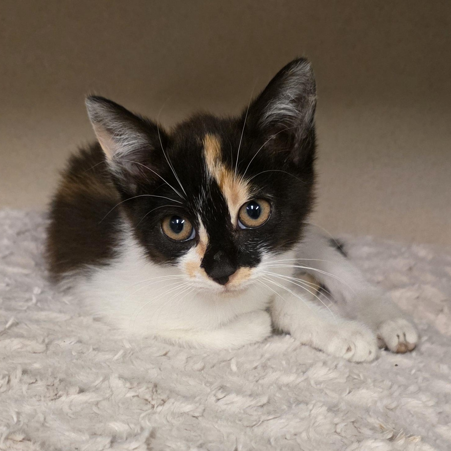 Sofia, a Adoptable mixed breed in Greensboro, NC image 4/6