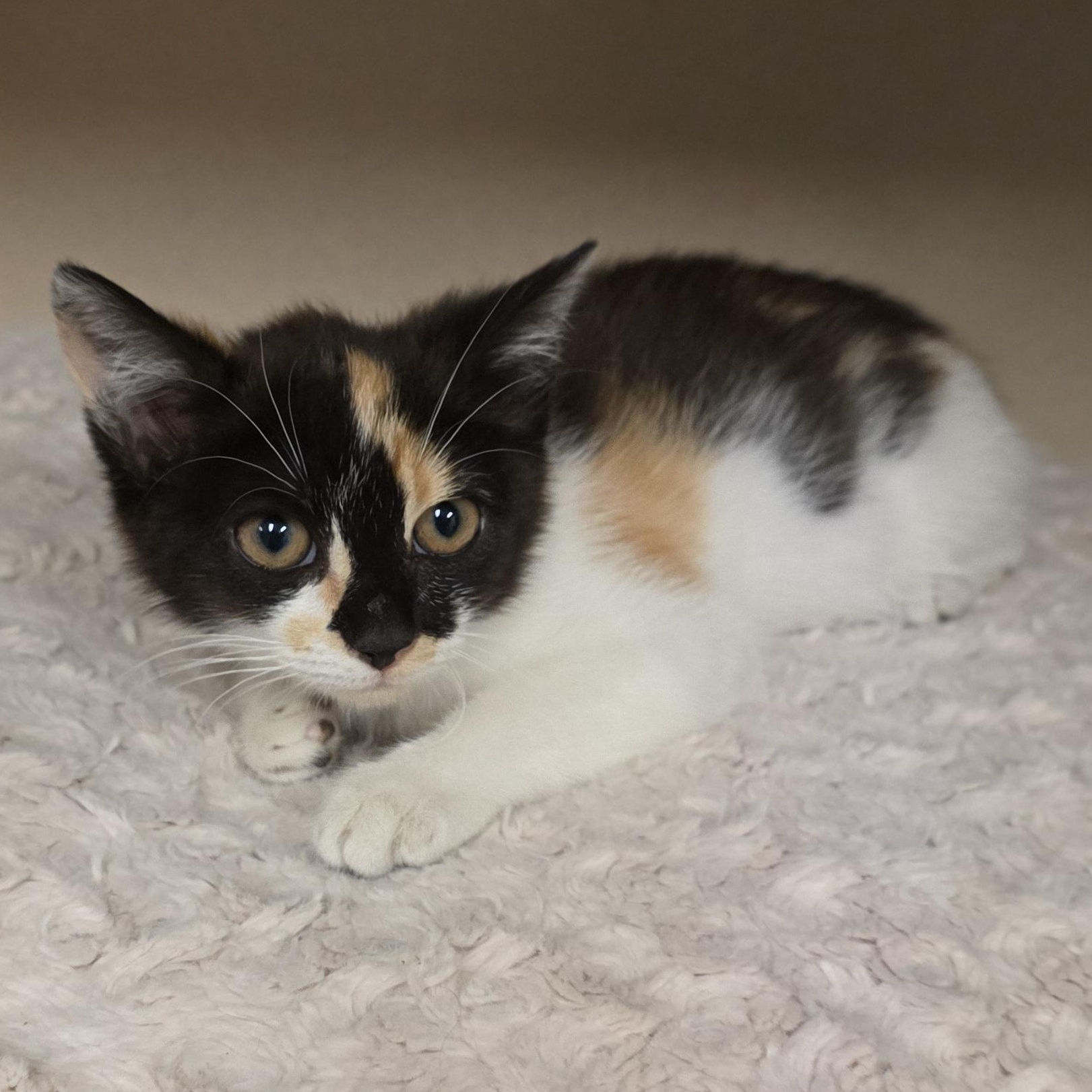 Sofia, a Adoptable mixed breed in Greensboro, NC image 5/6