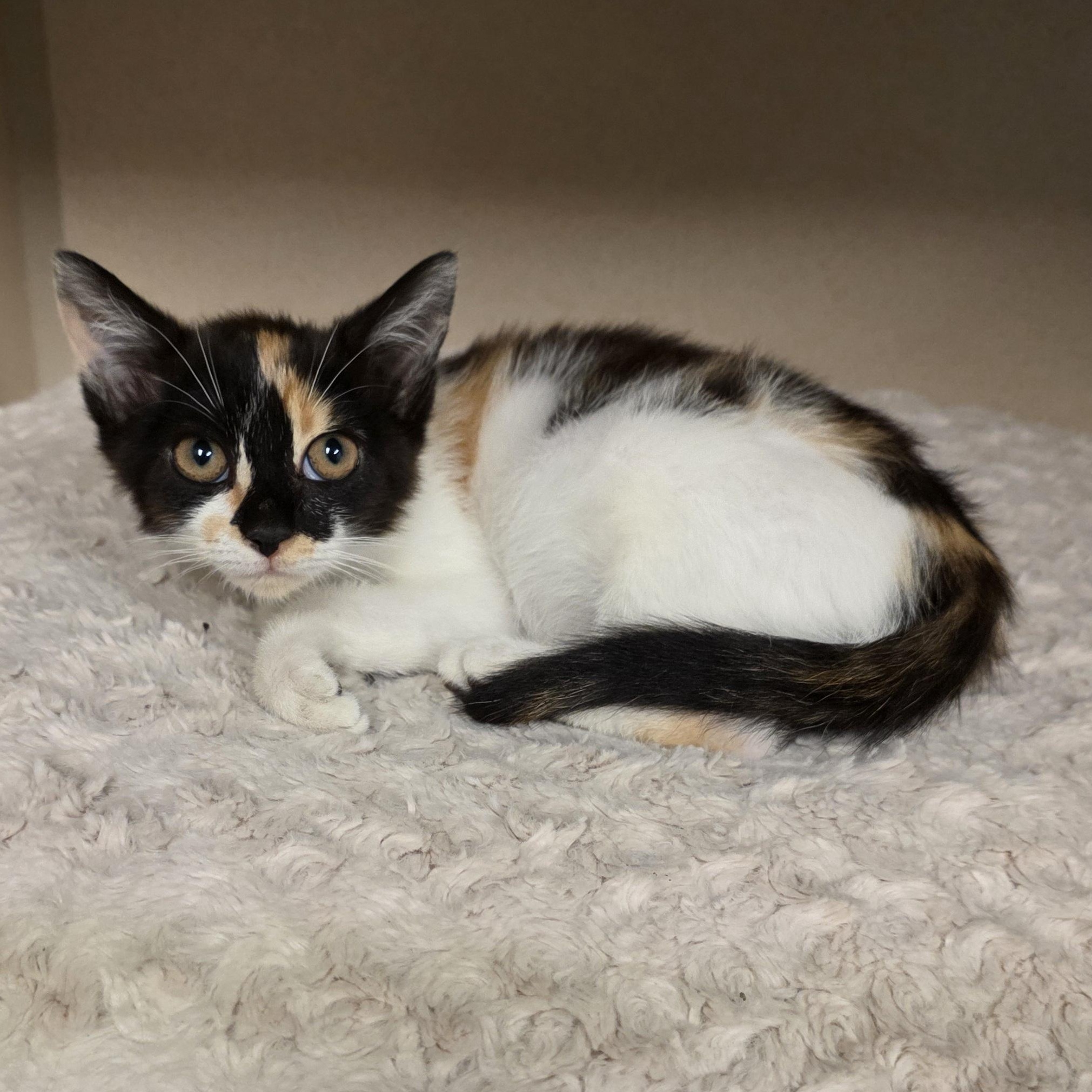 Sofia, a Adoptable mixed breed in Greensboro, NC image 3/6