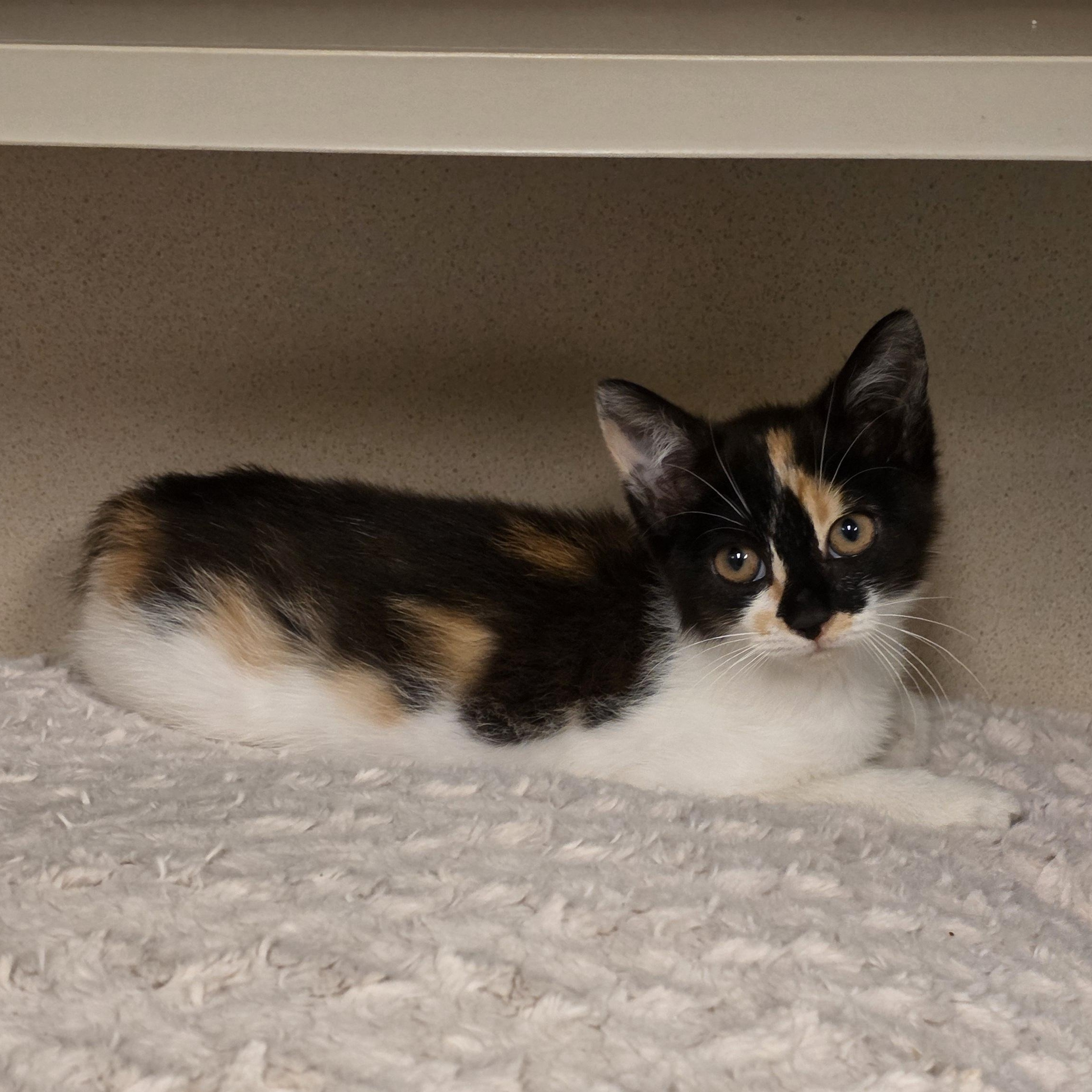 Sofia, a Adoptable mixed breed in Greensboro, NC image 6/6