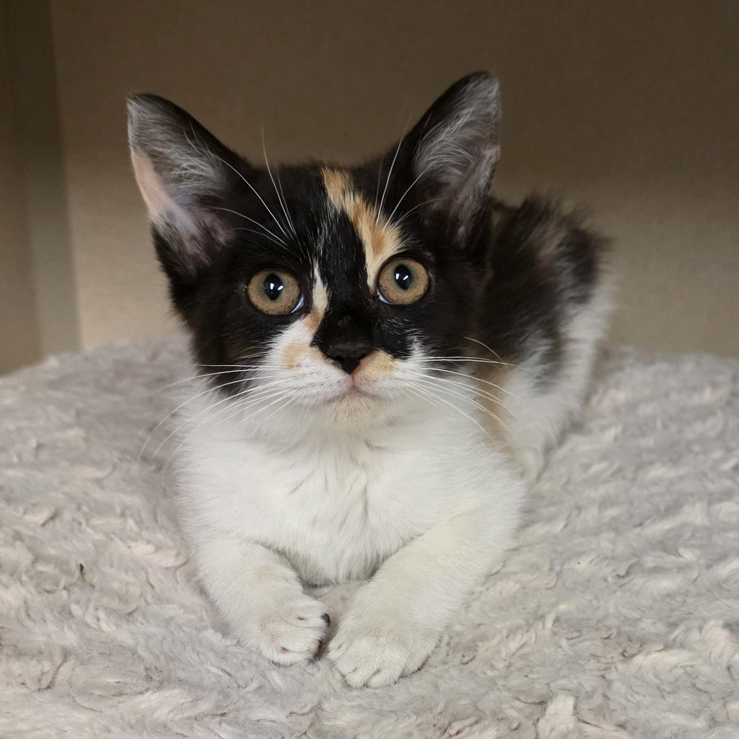Sofia, Adoptable, Kitten Female Calico & Domestic Short Hair.