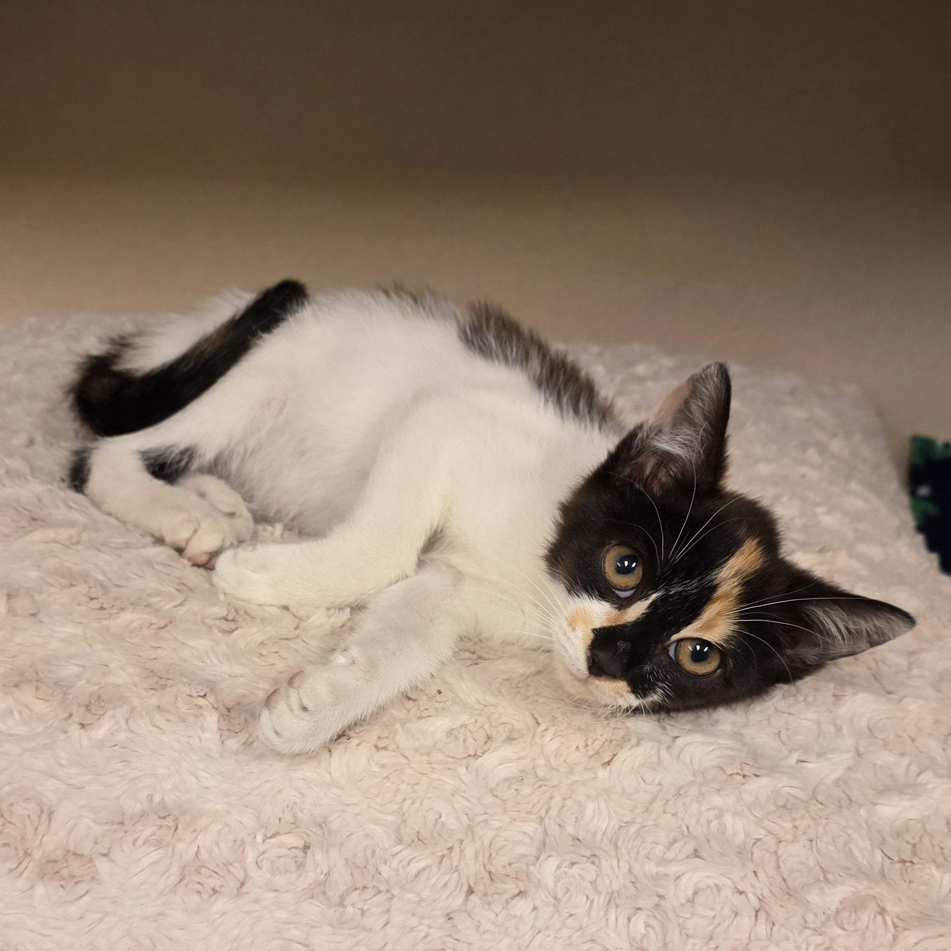 Sofia, a Adoptable mixed breed in Greensboro, NC image 2/6