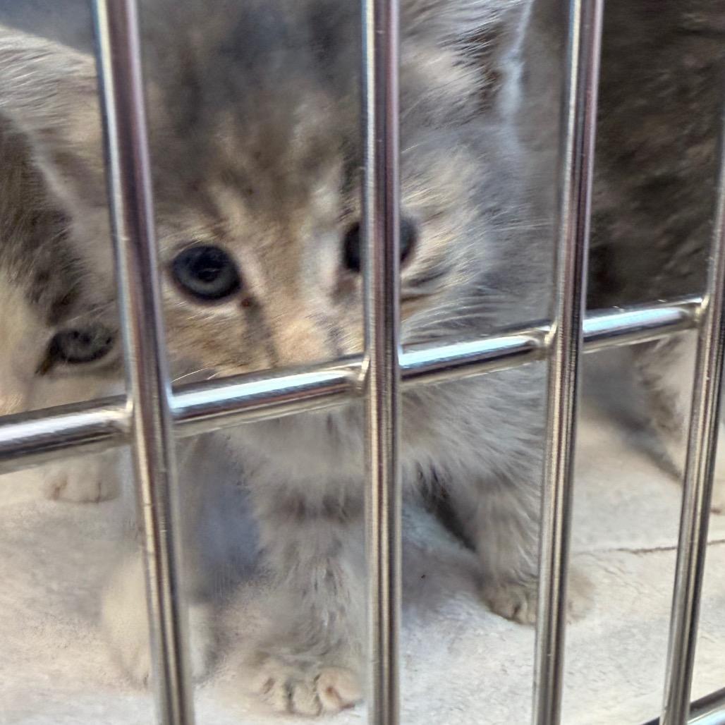 Becky Thatcher, Adoptable, Kitten Female Domestic Medium Hair & Domestic Medium Hair.