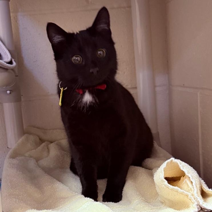 Mittens — thumbnail 2