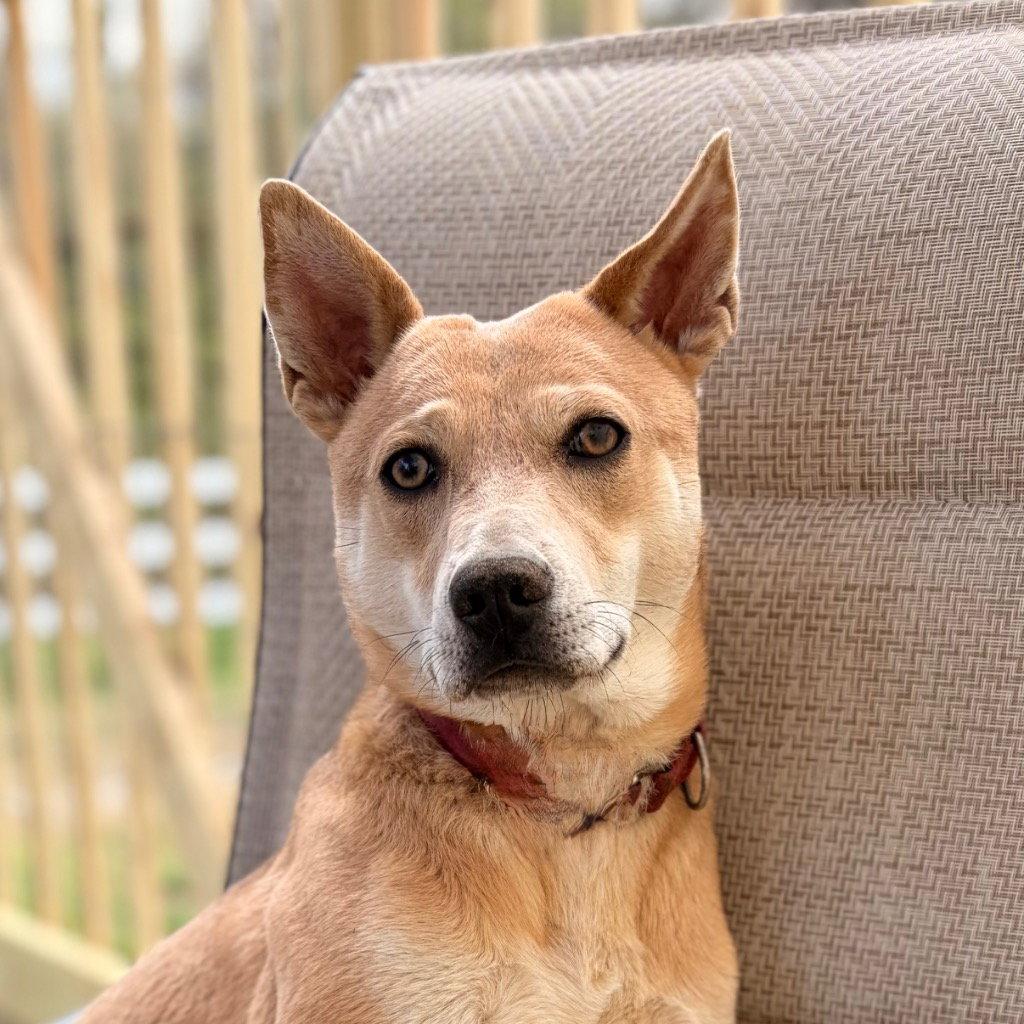 Nessi, Adoptable, Young Female Terrier.