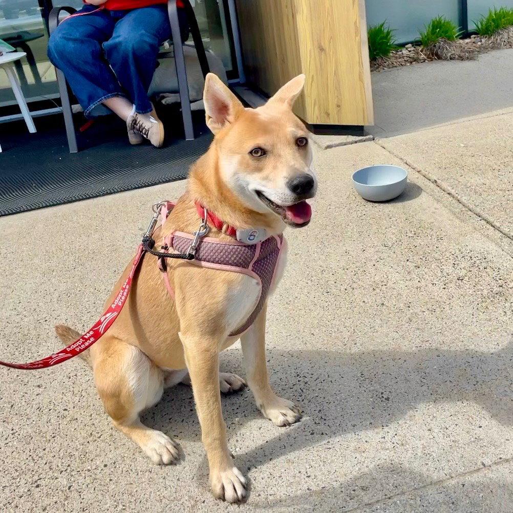 Nessi, Adoptable, Young Female Terrier.