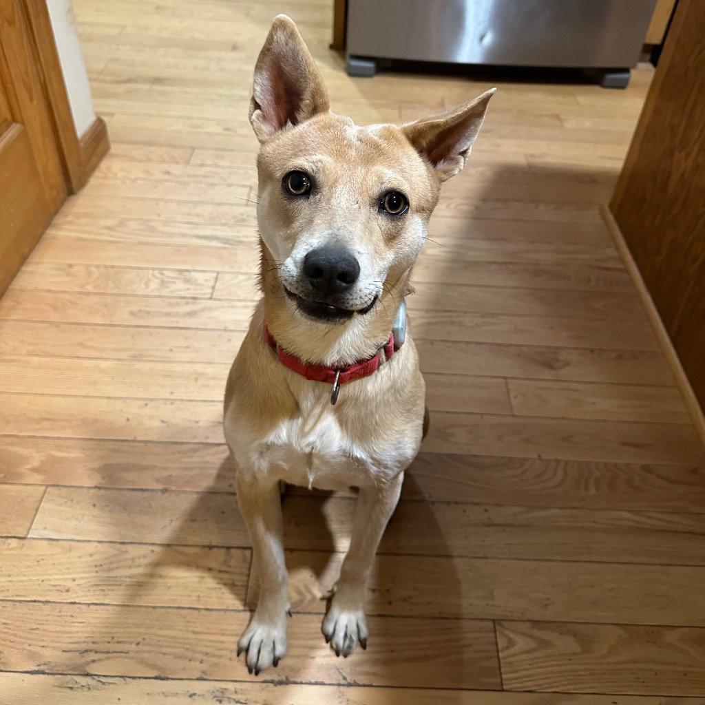 Nessi, Adoptable, Young Female Terrier.