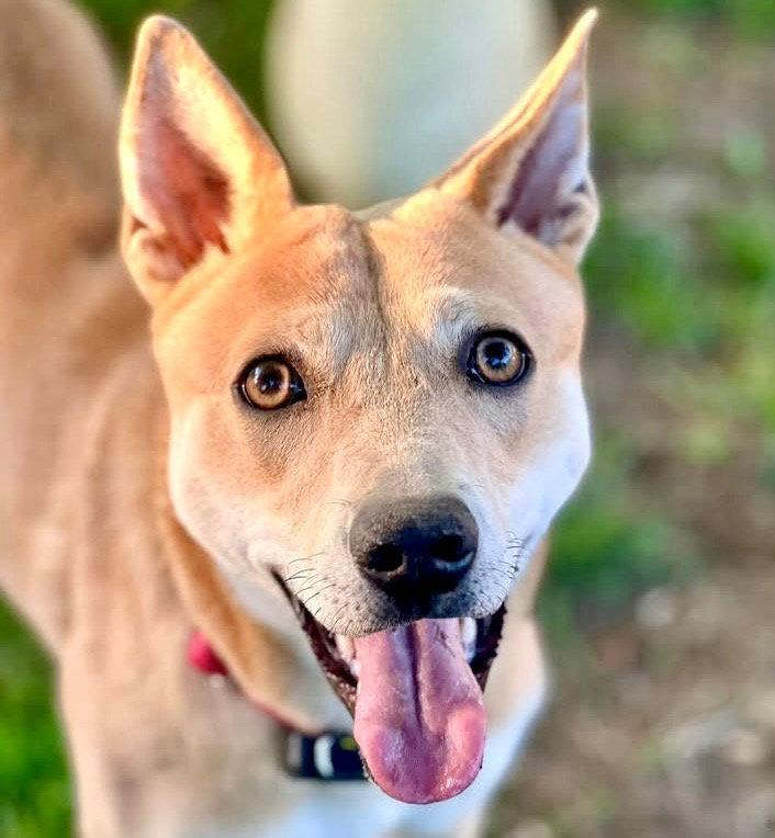 Nessi, a Adoptable Terrier in Bloomfield, CT image 2/3