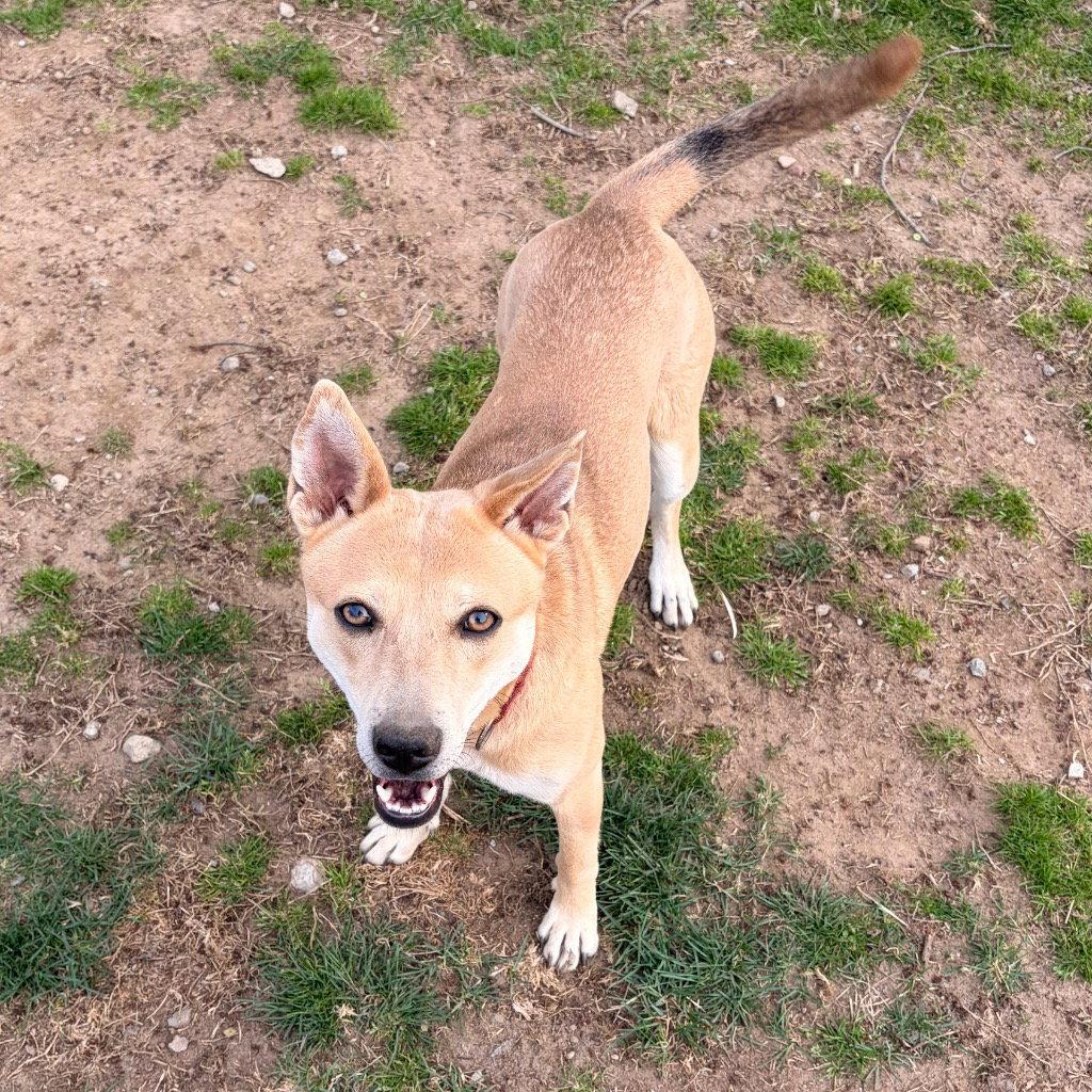 Enlarge Nessi, a Adoptable Terrier in Bloomfield, CT image 2/3