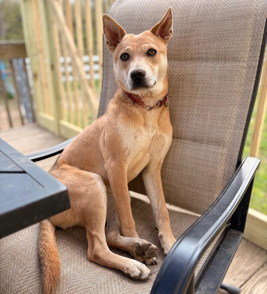 Enlarge Nessi, a Adoptable Terrier in Bloomfield, CT image 3/3