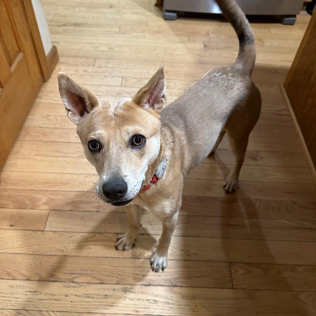 Nessi, Adoptable, Young Female Terrier.