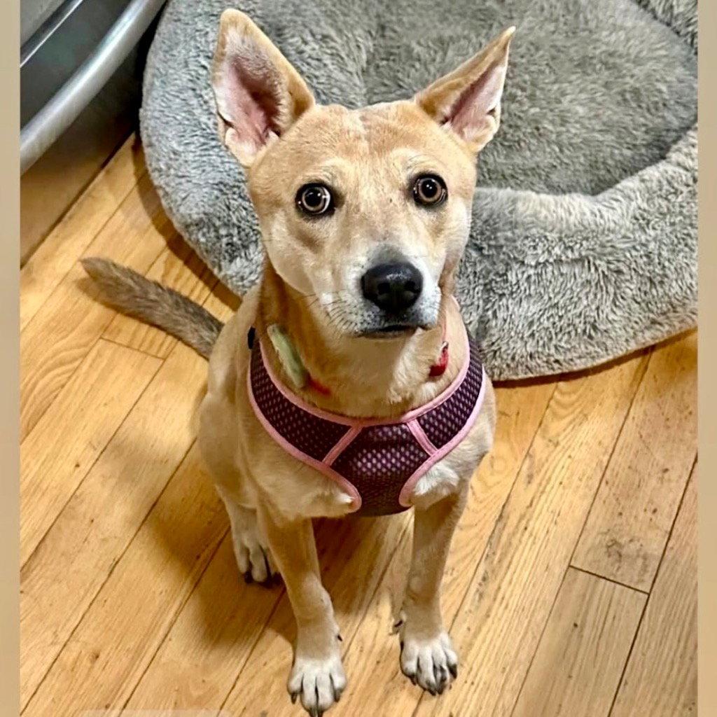 Nessi, a Adoptable Terrier in Bloomfield, CT image 3/3