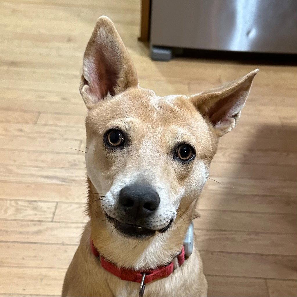 Enlarge Nessi, a Adoptable Terrier in Bloomfield, CT image 2/3