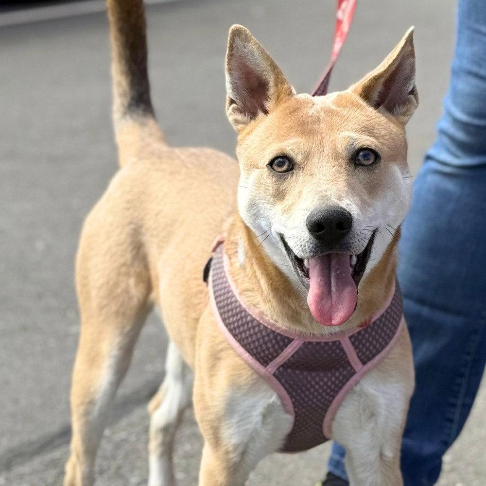 Enlarge Nessi, a Adoptable Terrier in Bloomfield, CT image 3/3
